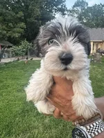 AKC Jack, a male Miniature Schnauzer for sale in Brighton, MO – 1 of 10