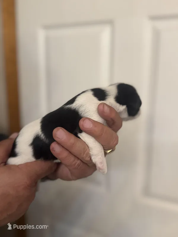 Izzy – Miniature Schnauzer puppy for sale in Brighton, MO