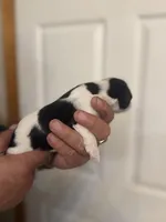 Izzy, a female Miniature Schnauzer for sale in Brighton, MO – Photo 1 of 8