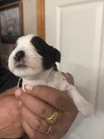 Izzy, a female Miniature Schnauzer for sale in Brighton, MO – Photo 2 of 8