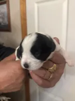 Izzy, a female Miniature Schnauzer for sale in Brighton, MO – Photo 8 of 8