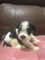 AKC Izzy, a female Miniature Schnauzer for sale in Brighton, MO – Photo 6 of 6