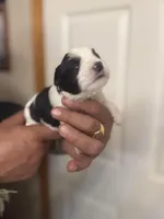 Izzy, a female Miniature Schnauzer for sale in Brighton, MO – Photo 4 of 8