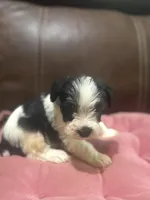 AKC Izzy, a female Miniature Schnauzer for sale in Brighton, MO – Photo 2 of 6