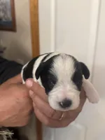 Izzy, a female Miniature Schnauzer for sale in Brighton, MO – Photo 7 of 8