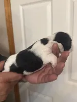 Izzy, a female Miniature Schnauzer for sale in Brighton, MO – Photo 6 of 8