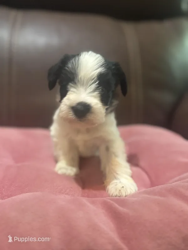 AKC Izzy – Miniature Schnauzer puppy for sale in Brighton, MO