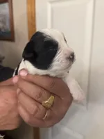 Izzy, a female Miniature Schnauzer for sale in Brighton, MO – Photo 3 of 8