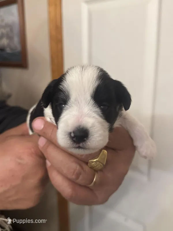 AKC Izzy – Miniature Schnauzer puppy for sale in Brighton, MO