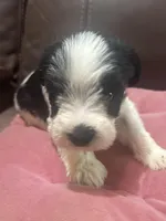 AKC Izzy, a female Miniature Schnauzer for sale in Brighton, MO – Photo 4 of 6