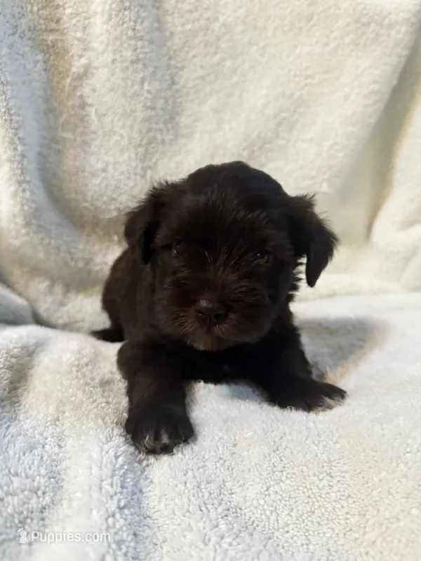 AKC Steffie – Miniature Schnauzer puppy for sale in Brighton, MO