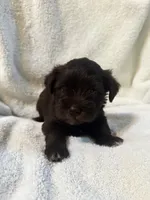 AKC Steffie, a female Miniature Schnauzer for sale in Brighton, MO – 6 of 10