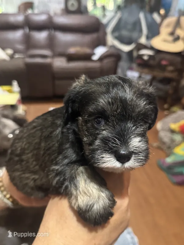 AKC Ozzie – Miniature Schnauzer puppy for sale in Brighton, MO