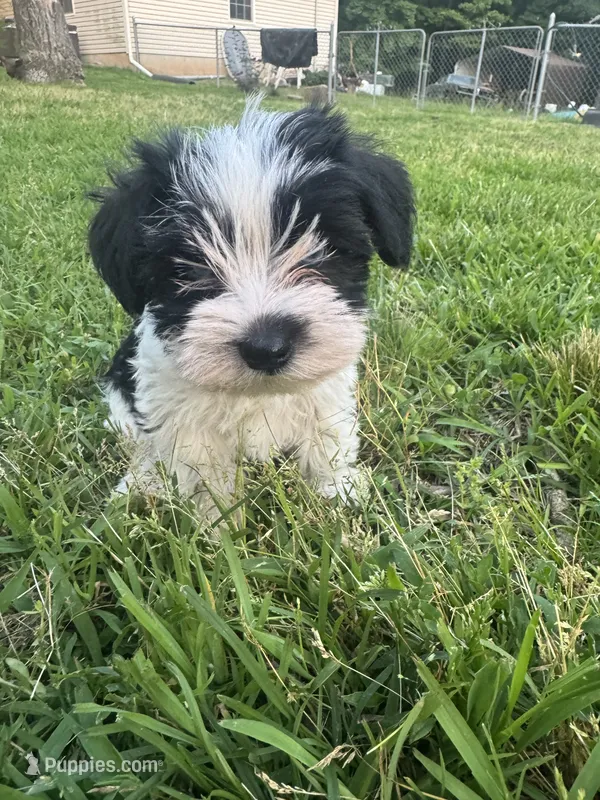 AKC Hailey – Miniature Schnauzer puppy for sale in Brighton, MO