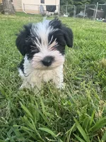AKC Hailey, a female Miniature Schnauzer for sale in Brighton, MO – 1 of 10
