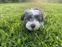 AKC Jack, a male Miniature Schnauzer for sale in Brighton, MO – 8 of 10