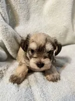 AKC Maggie, a female Miniature Schnauzer for sale in Brighton, MO – 3 of 10