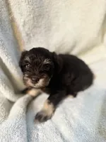 AKC Matilda, a female Miniature Schnauzer for sale in Brighton, MO – 6 of 8