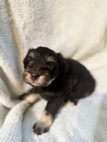 AKC Matilda, a female Miniature Schnauzer for sale in Brighton, MO – 8 of 8
