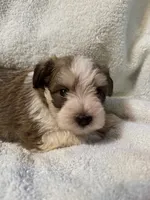 AKC Oliver, a male Miniature Schnauzer for sale in Brighton, MO – 5 of 10