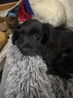 AKC solid black Maddie, a female Miniature Schnauzer for sale in Brighton, MO – 2 of 10