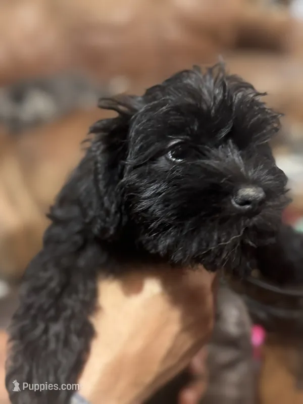 AKC solid black Macie – Miniature Schnauzer puppy for sale in Brighton, MO