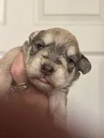 Sam, a male Miniature Schnauzer for sale in Brighton, MO – 2 of 9