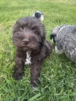 AKC Chocolate Colby, a male Miniature Schnauzer for sale in Brighton, MO – 7 of 10