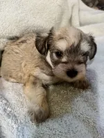 AKC Maggie, a female Miniature Schnauzer for sale in Brighton, MO – 6 of 10