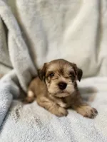 AKC Sam, a male Miniature Schnauzer for sale in Brighton, MO – 10 of 10