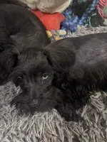 AKC Tillie, a female Miniature Schnauzer for sale in Brighton, MO – 3 of 10