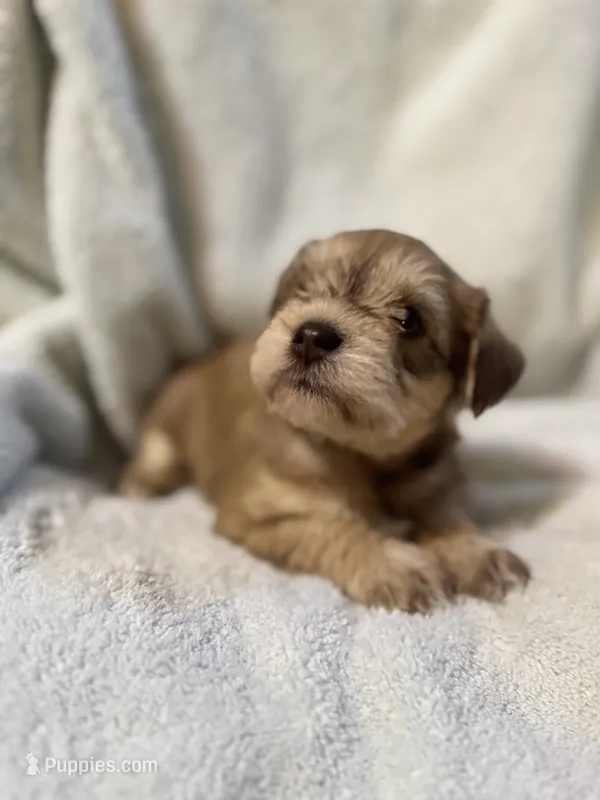 AKC Sam – Miniature Schnauzer puppy for sale in Brighton, MO