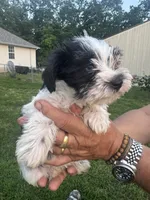 AKC Hailey, a female Miniature Schnauzer for sale in Brighton, MO – 8 of 10
