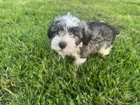 AKC Jack, a male Miniature Schnauzer for sale in Brighton, MO – 4 of 10