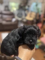 AKC solid black Macie, a female Miniature Schnauzer for sale in Brighton, MO – 3 of 6
