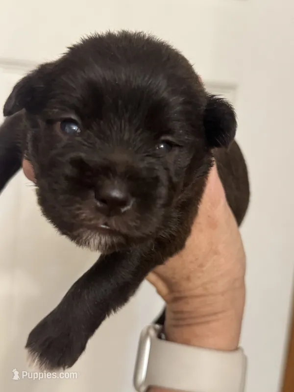 Steffie – Miniature Schnauzer puppy for sale in Brighton, MO