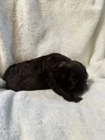 AKC Steffie, a female Miniature Schnauzer for sale in Brighton, MO – 7 of 10