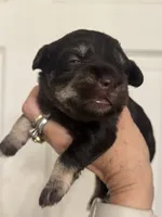 Matilda, a female Miniature Schnauzer for sale in Brighton, MO – 9 of 10