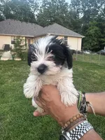 AKC Hailey, a female Miniature Schnauzer for sale in Brighton, MO – 10 of 10