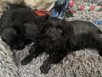 AKC Tillie, a female Miniature Schnauzer for sale in Brighton, MO – 6 of 10