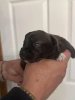 Bella, a female Miniature Schnauzer for sale in Brighton, MO – Photo 2 of 10