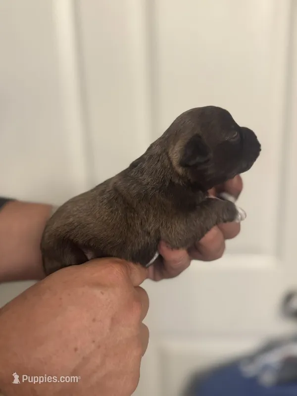 Bella, a female Miniature Schnauzer for sale in Brighton, MO – Photo 1 of 10