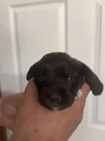 Bella, a female Miniature Schnauzer for sale in Brighton, MO – Photo 7 of 10