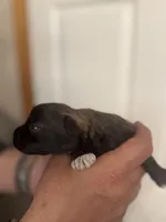 Bella, a female Miniature Schnauzer for sale in Brighton, MO – Photo 3 of 10