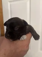 Bella, a female Miniature Schnauzer for sale in Brighton, MO – Photo 5 of 10