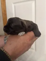 Bella, a female Miniature Schnauzer for sale in Brighton, MO – Photo 8 of 10