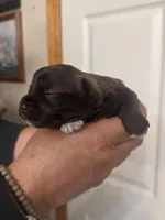 Bella, a female Miniature Schnauzer for sale in Brighton, MO – Photo 9 of 10