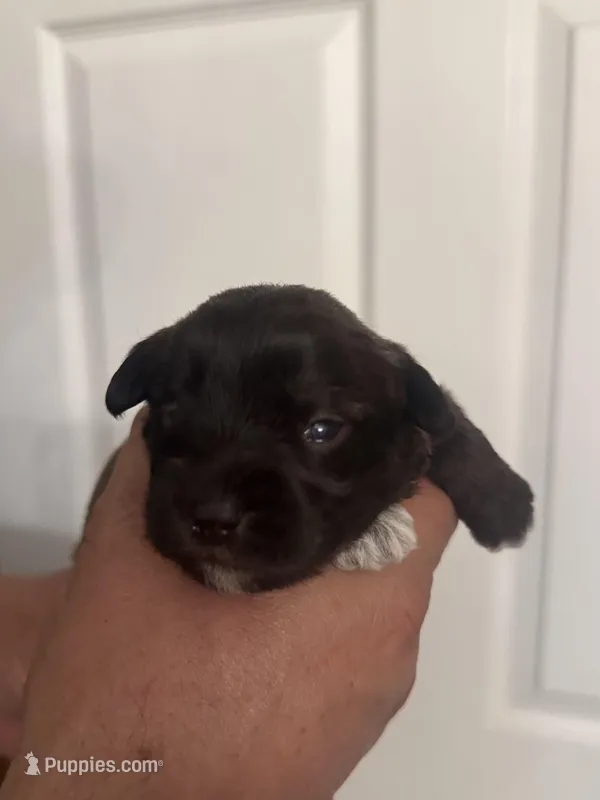 AKC Bella – Miniature Schnauzer puppy for sale in Brighton, MO