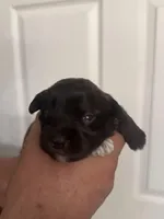 Bella, a female Miniature Schnauzer for sale in Brighton, MO – Photo 6 of 10