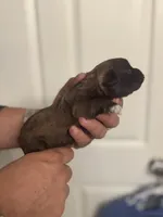 Bella, a female Miniature Schnauzer for sale in Brighton, MO – Photo 10 of 10